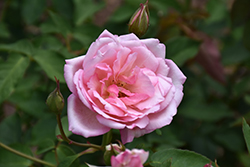 Duchesse de Brabant Rose (Rosa 'Duchesse de Brabant') at Lakeshore Garden Centres