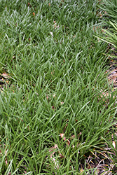 Densiflora Lily Turf (Liriope muscari 'Densiflora') at Stonegate Gardens