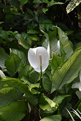 Platinum Dream Peace Lily (Spathiphyllum 'Platinum Dream') at A Very Successful Garden Center