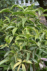 Double-flowered Variegated Crepe Jasmine (Tabernaemontana divaricata 'Plena Variegata') at A Very Successful Garden Center