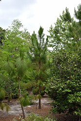 South Florida Slash Pine (Pinus elliottii var. densa) at A Very Successful Garden Center