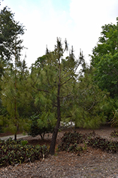 Smooth-bark Mexican Pine (Pinus estevezii) at A Very Successful Garden Center