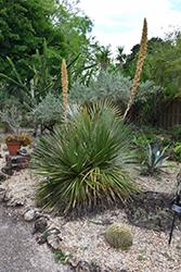Texas Sotol (Dasylirion texanum) at A Very Successful Garden Center
