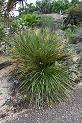 Great Desert Spoon (Dasylirion acrotrichum) at Stonegate Gardens