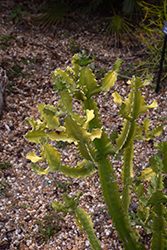 African Candelabra (Euphorbia ammak) at Stonegate Gardens