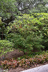 Mickey Mouse Plant (Ochna serrulata) at A Very Successful Garden Center