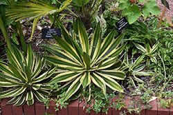 Quadricolor Century Plant (Agave lophantha 'Quadricolor') at Stonegate Gardens