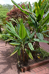 Flowering Banana (Musa ornata) at A Very Successful Garden Center