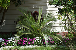 Pondoland Palm (Jubaeopsis caffra) at Lakeshore Garden Centres