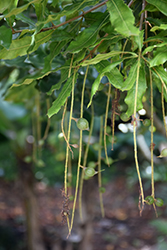 Beaumont Macadamia Nut (Macadamia 'Beaumont') at A Very Successful Garden Center