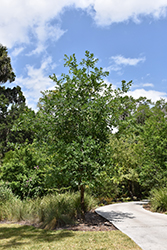Bluff Oak (Quercus austrina) at A Very Successful Garden Center