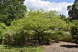 Flatwoods Plum (Prunus umbellata) at A Very Successful Garden Center