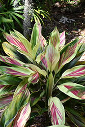 Exotica Hawaiian Ti Plant (Cordyline fruticosa 'Exotica') at A Very Successful Garden Center