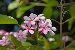 Pink Kopsia (Kopsia fruticosa) at A Very Successful Garden Center