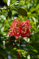 Fringed Hibiscus (Hibiscus schizopetalus) at A Very Successful Garden Center