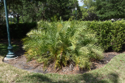 Mountain Date Palm (Phoenix loureiroi) at A Very Successful Garden Center