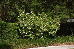 Miami Supreme Gardenia (Gardenia jasminoides 'Miami Supreme') at A Very Successful Garden Center
