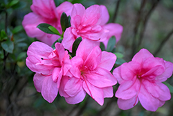 Perfecto Mundo Double Dark Pink Reblooming Azalea (Rhododendron 'NCRX7') at A Very Successful Garden Center