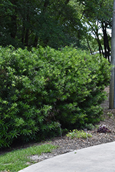 Japanese Yew (Podocarpus macrophyllus) at Lakeshore Garden Centres