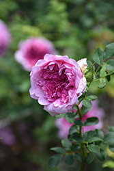 Burr Rose (Rosa roxburghii) at A Very Successful Garden Center