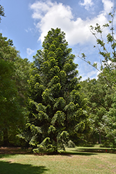 Bunya Pine (Araucaria bidwillii) at A Very Successful Garden Center