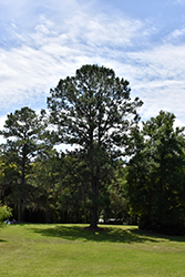 Virginia Pine (Pinus virginiana) at Stonegate Gardens