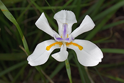 African Iris (Dietes iridioides) at A Very Successful Garden Center