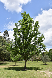 Valley Oak (Quercus lobata) at Stonegate Gardens