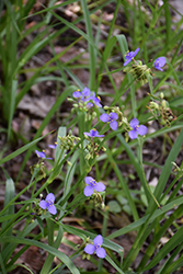 Virginia Spiderwort (Tradescantia virginiana) at A Very Successful Garden Center