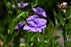 Southern Yesterday Today And Tomorrow (Brunfelsia australis) at A Very Successful Garden Center