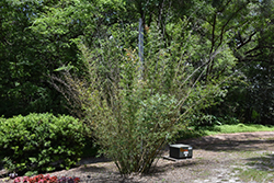 Silverstripe Bamboo (Bambusa dolichomerithalla 'Silverstripe') at Lakeshore Garden Centres