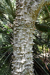 Southern Prickly-ash (Zanthoxylum clava-herculis) at Lakeshore Garden Centres