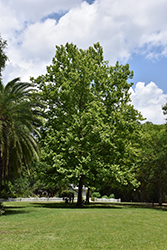 Sycamore (Platanus occidentalis) at Stonegate Gardens