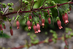 Hardy Red Gloxinia (Sinningia sellovii) at A Very Successful Garden Center