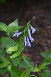 Blue Anise Sage (Salvia guaranitica) at Lakeshore Garden Centres