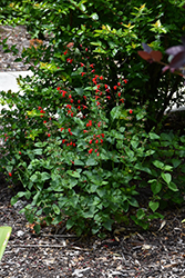 Scarlet Sage (Salvia coccinea) at A Very Successful Garden Center