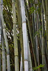 Tropical Blue Bamboo (Bambusa chungii) at A Very Successful Garden Center