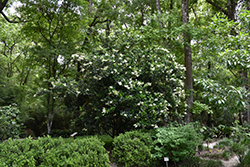 Common Privet (Ligustrum vulgare) at A Very Successful Garden Center