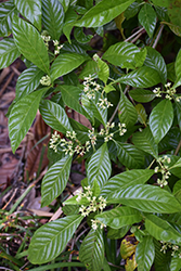 Florida Wild Coffee (Psychotria nervosa) at A Very Successful Garden Center