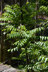 Curry Tree (Murraya koenigii) at A Very Successful Garden Center
