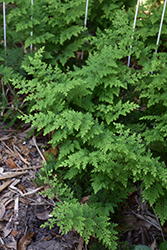 Moss Fern (Selaginella pallescens) at A Very Successful Garden Center
