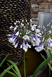 Ever Twilight Agapanthus (Agapanthus 'MDP001') at Stonegate Gardens