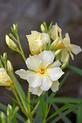 Yellow Oleander (Nerium oleander 'Yellow') at A Very Successful Garden Center