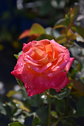Granada Rose (Rosa 'Granada') at Stonegate Gardens