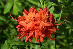 Radiant Red Azalea (Rhododendron 'Radiant Red') at A Very Successful Garden Center