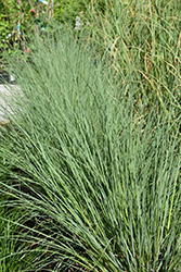 Blue Bayou Pampas Grass (Cortaderia selloana 'Blue Bayou') at Stonegate Gardens