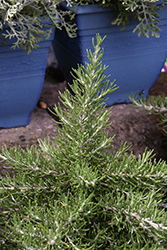 Chef's Choice Rosemary (Rosmarinus officinalis 'Roman Beauty') at A Very Successful Garden Center