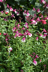 Mirage Rose Bicolor Autumn Sage (Salvia greggii 'Balmirrobi') at Lakeshore Garden Centres