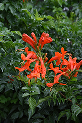 Red Cape Honeysuckle (Tecoma capensis) at A Very Successful Garden Center
