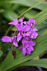 Purple Ground Orchid (Spathoglottis unguiculata) at A Very Successful Garden Center